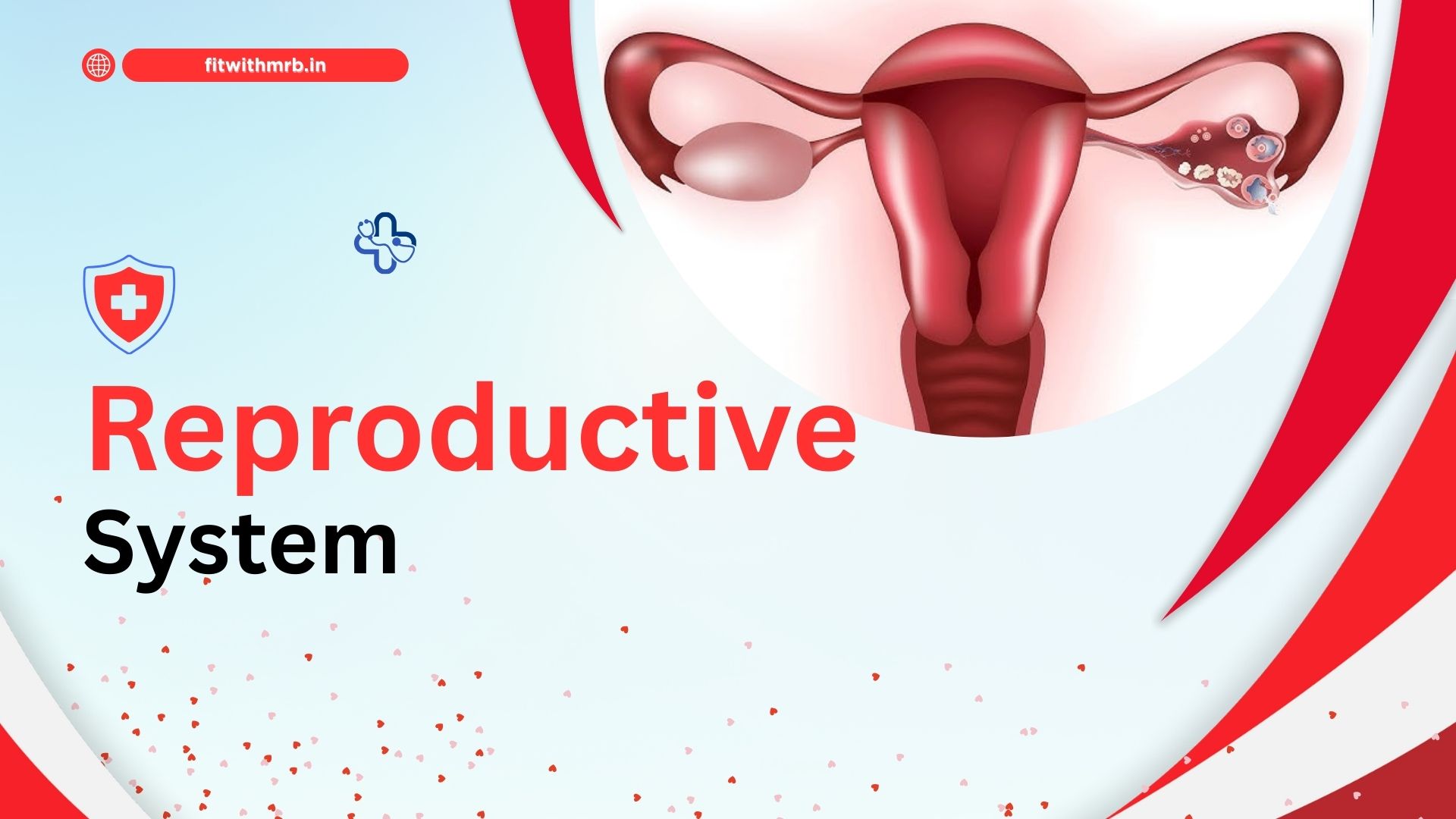 Reproductive system banner showing female organ