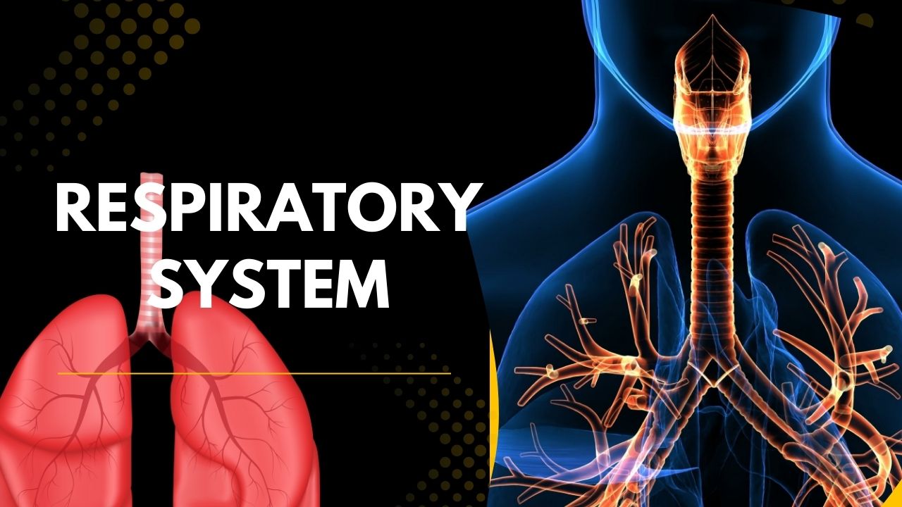 Respiratory system illustration showing lungs, trachea and bronchial tubes inside the human body