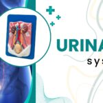 Urinary system illustration showing kidneys, ureters, bladder and human torso anatomy