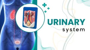 Urinary system illustration showing kidneys, ureters, bladder and human torso anatomy