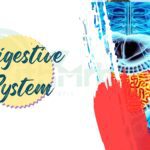 Digestive system illustration showing stomach and intestinal organs inside the human body