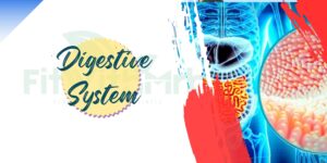 Digestive system illustration showing stomach and intestinal organs inside the human body