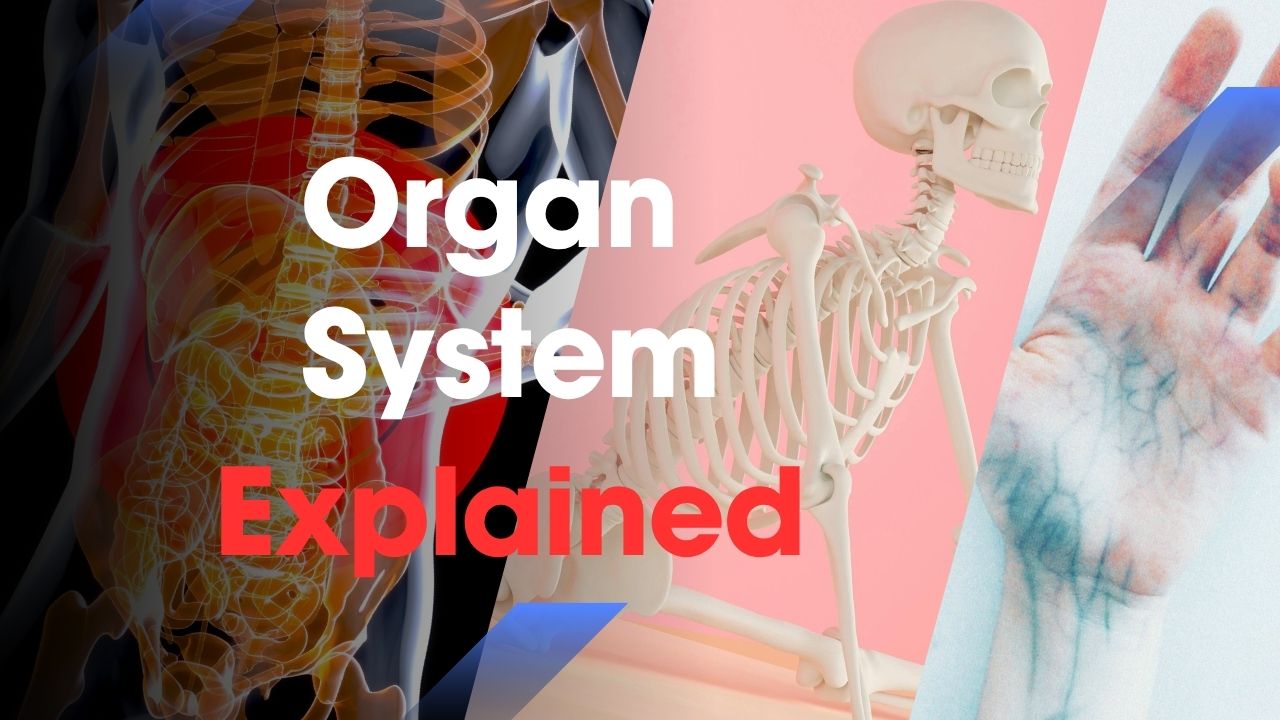 Organ system top banner