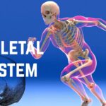 Skeletal system illustration showing human skeleton and bone structure