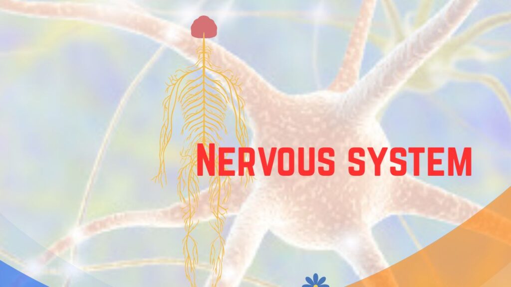 Nervous system diagram showing brain, spinal cord and nerve network
