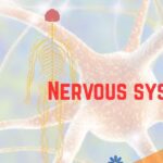Nervous system diagram showing brain, spinal cord and nerve network