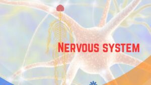Nervous system diagram showing brain, spinal cord and nerve network