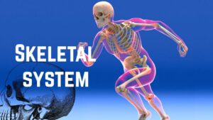 Skeletal system illustration showing human skeleton and bone structure