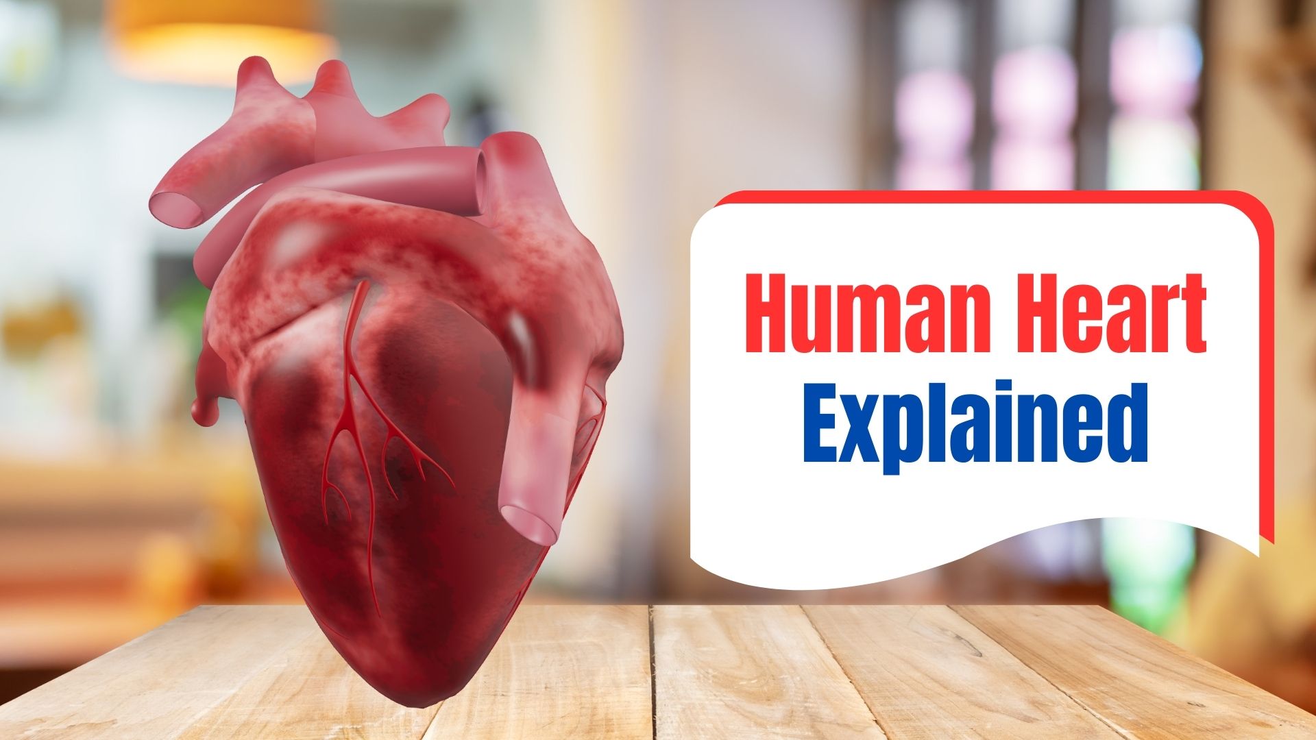 Human heart explained