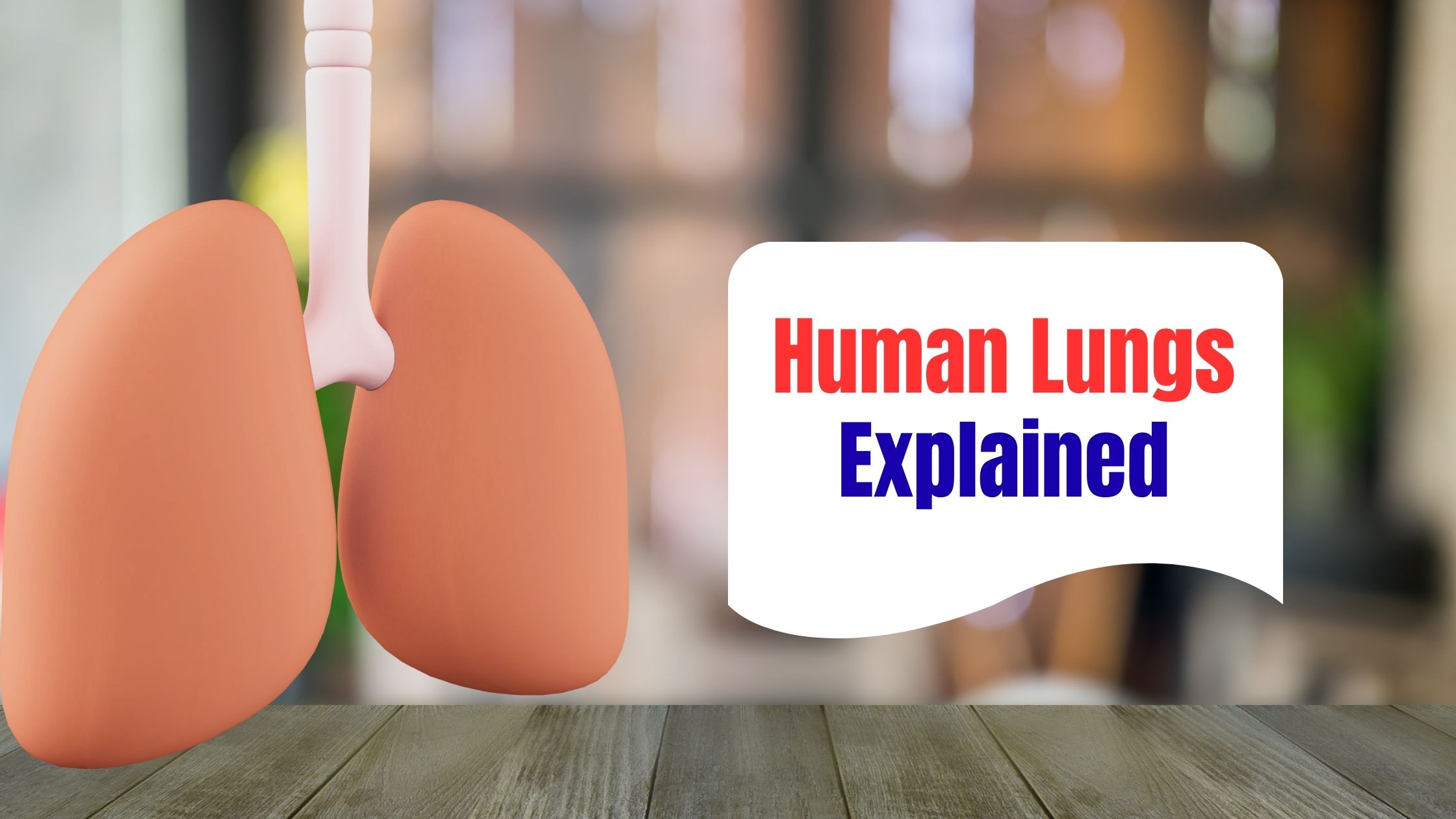 Healthy human lungs illustrating the natural breathing process and oxygen exchange