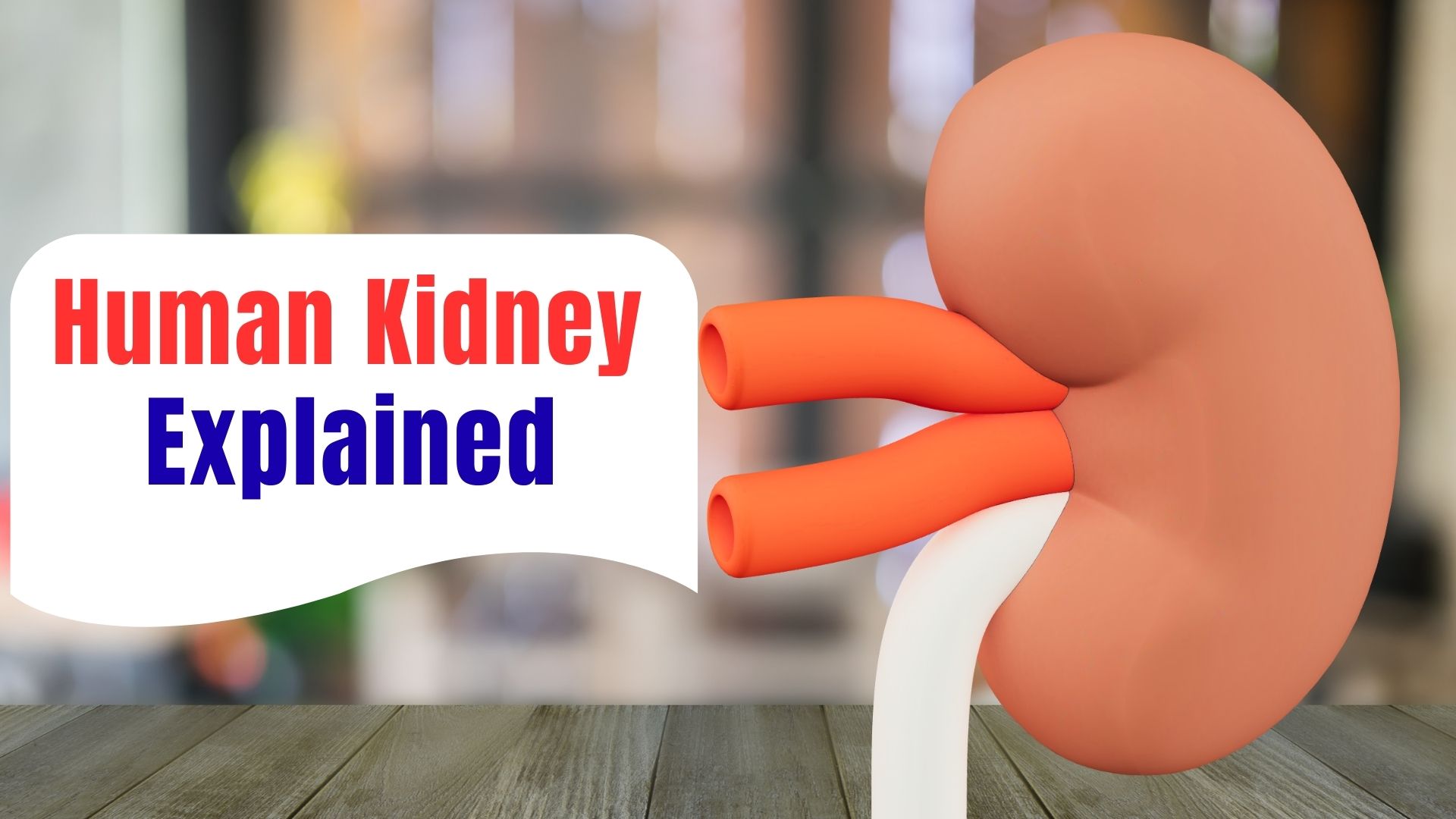 Human Kidney Explained