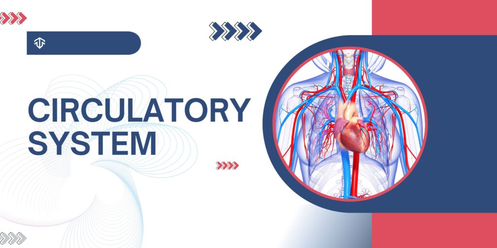Circulatory system diagram showing heart and blood vessels in human body