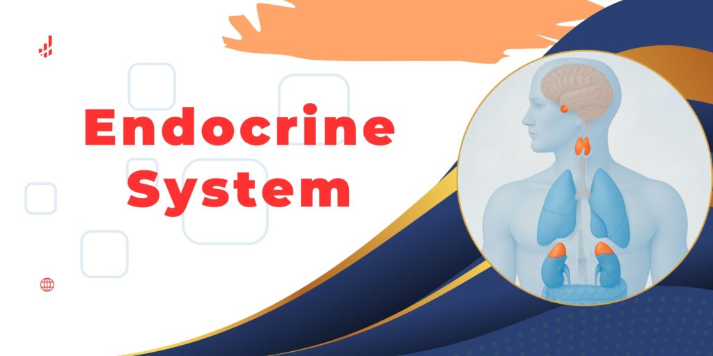 Endocrine system diagram showing hormone glands inside the human body