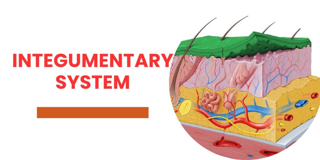 Integumentary system diagram showing skin layers and internal structure