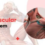 Muscular system diagram showing detailed human muscles and body structure