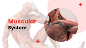 Muscular system diagram showing detailed human muscles and body structure