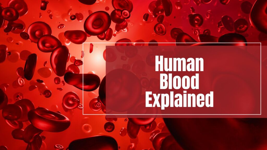 Microscopic view of human blood showing red blood cells flowing, explaining components and functions of blood