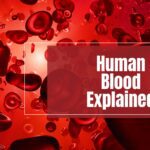 Microscopic view of human blood showing red blood cells flowing, explaining components and functions of blood